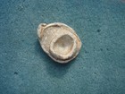One Civil War Relic Direct Hit Bullseye Mushroomed Bullet Chattanooga  Tennessee
