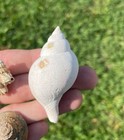 Nice Gastropod Fossil Collection Lot Cypraea Etc Shells