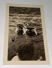 Rare Antique Vintage American Swimsuit Butts River Vacation Snapshot Photo  Us 