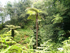 Scaly Tree Fern Cyathea Cooperi Sphaeropteris    10 000 Spores Seeds Not Cheff  