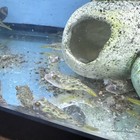 Tetraodon Pustulatus Aka Crossed River Puffer Fish 1 5 Inch