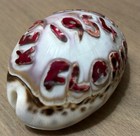 Vintage 1954 Key West Florida Souvenir Carved Sea Shell