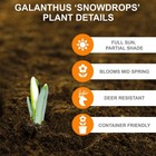 Garden State Bulb White Single Snowdrops Galanthus Flower Bulbs  7   Cm  Fall