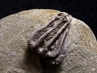 Swimming Fossil Crinoid  Crawfordsville  In