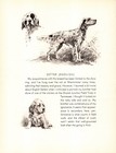 Vintage English Setter Print Morgan Dennis Hunting Dog Gundog Wall Art 6399c