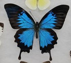 Real Framed Butterfly Collection  1