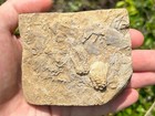Double Fossil Crinoids In Matrix Tholocrinus Zeacrinus Alabama Bangor Limestone