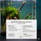 10 5 Quilted Melania Snails - Live Algae Eaters   Sand Sifters - Plant Safe