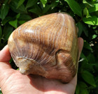1400gr Natural Rough Gastropod Conus On Matrix Many Sea Shell Fossil Mollusca