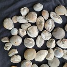 Lot Of 3 Lbs 4 Oz Fossilized Gastropods Pysht Formation  Wa Usa