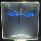 2 9  Real Blue Metalwing Damselfly In Clear Lucite Preserved Neurobasis Kaupi