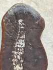 Mazon Creek Fossils Fossil Centipede Latzelia Primordialis