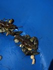  lot Of 3 live Freshwater  Crayfish 4   -7        Great For Aquariums  Ponds  And Bait