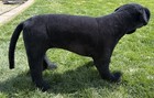 Melissa And Doug Large Black Lab Plush Stuffed Animal Realistic Dog Labrador 30   