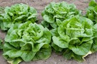1000 Buttercrunch Lettuce Seeds   Heirloomseedguy   2026   Non-gmo