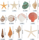 Sea Shells Mixed Ocean Seashells  1 2 -3 5  Various Sizes Beach Seashells And Na