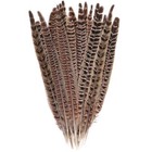 Dty 20pcs Natural Pheasant Tail Feathers 8-10 Inch Long Craft Party
