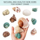 12pcs Hermit Crab Shells For Small Medium And Large Crabs Size 1 4 -3 2 supplie