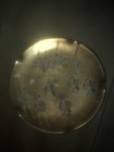 Antique Marked Satsuma Processional Figures Heavy Gilt Plate Pre 1900s