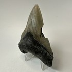 Megalodon Shark Tooth 3 63 Inch - Natural Fossil - Authentic - Real - Rare 19366
