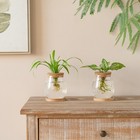 Dahey Plant Propagation Jars Plant Terrarium Glass Vase With Wooden Saucer An   