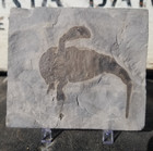 Eurypterid Fossil Sea Scorpion Eurypterus Silurian 420 Mil Yrs 3 5 x4  Plate