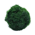 3-4cm Marimo Moss Balls Live Aquarium Plant Algae Fish Shrimp Tank Ornament Simu