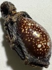 Bia-gae cowrie Shell Phra Lp Pern Rare Old Thai Buddha Amulet Pendant Magic 6