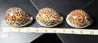 Lot Of 3 Cowrie Shells  cypraea  Spotted Pattern  Approx 3 In Large