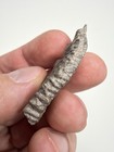 1 58    Asiatoceratodus Fossil Lungfish Tooth - Elrhaz Formation  Niger