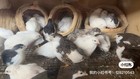 Aaf Button Quail Hatch Eggs 12 3 Extra