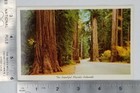 Vintage Majestic Redwoods Highway California Linen Postcard Post Card