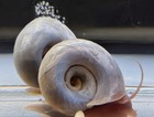 15 Live Mixed Ramshorn Snails Blue Pink Leopard - Freshwater Algae Eaters Tank
