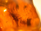 Plant Hairs With Barklouse In Burmese Burmite Amber Fossil Dinosaur Age