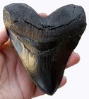 5 5 Inch Megalodon Tooth Black With Serrations - Free Shipping