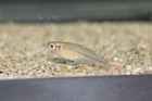 6 Alleni Rainbowfish Wapoga Rainbowfish Tank Bred  High Quality Read Description