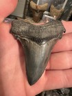 Sharp 3 1    Angustidens Shark Tooth South Carolina  Fossil Megalodon Ancestor
