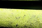 Live Duckweed Starter - Fast Multiplying Nitrate Remover Floating Aquarium Plant