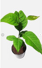 2 Beal Patra  Bilva Plant Live Plant Length 18 Inch For Planting Garden Plant