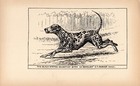 Antique Dalmatian Print 1912 Moore Ch Berolina Dalmatian Wall Art Decor 5643m