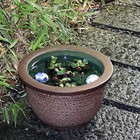 Size 13 Shigaraki Matsukawa Water Lily Pot  goldfish medaka Bowl 