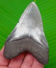 Megalodon Shark Tooth  - 3 72 In   Sc River - Authentic Real Fossil
