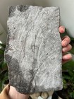 Museum Quality Silurian Crinoid Scyphocrinites  sea Lily  Fossil Plate - Morocco
