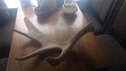 Authentic 100  Real Vermont Moose Antler  good Condition Rare Find 10  -