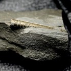 Michelinoceras - Rare Devonian Pyritized Fossil Nautilus  Cephalopod