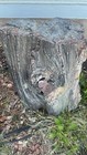 Gorgeous Petrified Stump - Roughly 200lb - Rainbow Fr  Nm San Juan Basin