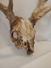 Non-typical White Tail Deer Antlers Partial Skull - Field Find Taxidermy Mount