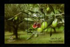 2015 Figs   Olives   1st Day Issue Souvenir Sheet Mnh 
