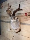 Authentic Jackalope Taxidermy Mount     Original Wyoming Folk Art     Lodge Decor