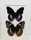 Real Purple Moon Butterflies m f  In Custom Shadowbox